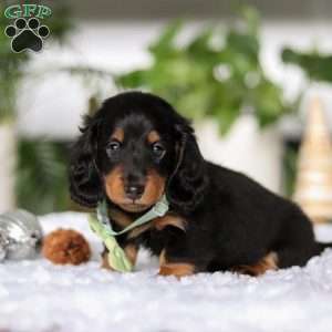 Buddy, Dachshund Puppy